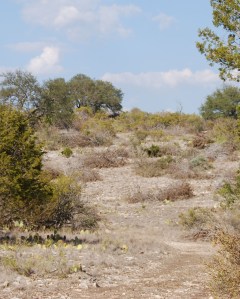 dry and thirsty land